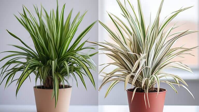 Dracaena Marginata vs Dracaena Fragrans Key Differences Compared