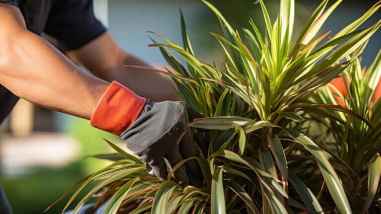 How to Prune a Dracaena Plant madagascar dragon tree A Simple Step-by-Step Tutorial