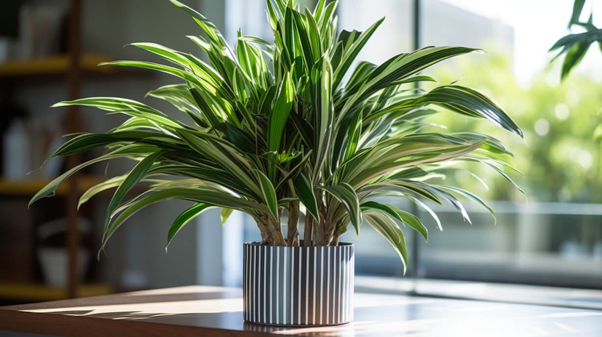 How to Prune an Overgrown Dracaena Plant Safely to Control Height