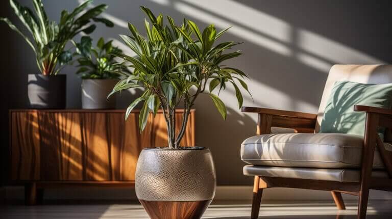 Understanding How Much Light Does a Dracaena Need to Thrive?