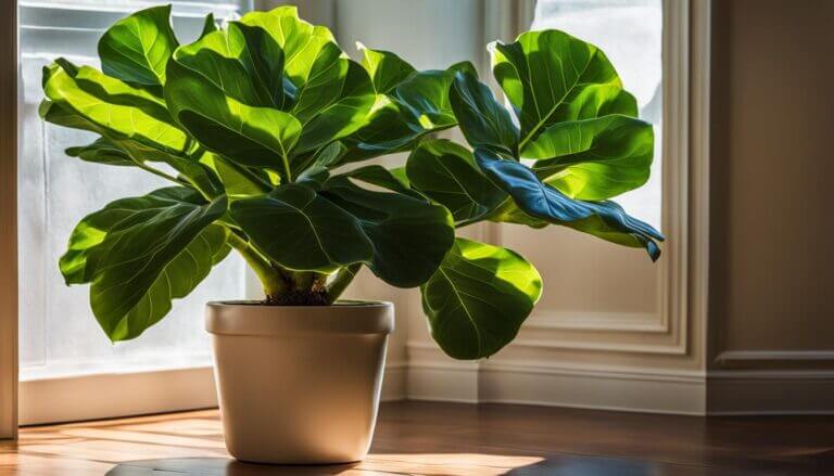 when to repot a fiddle leaf fig