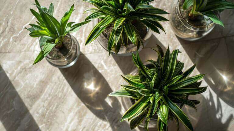 Can You Grow Dracaena Plants in Water? What You Need to Know