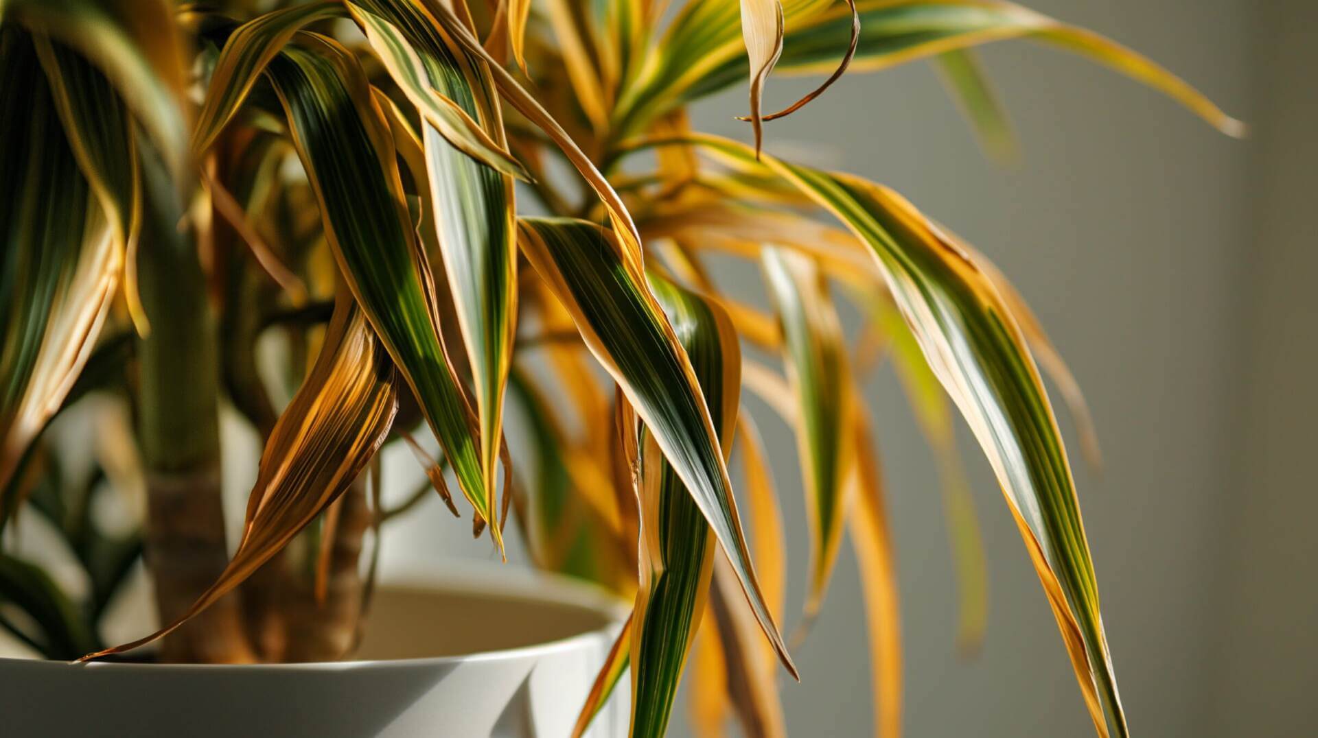 Common Dracaena Plant Diseases and Pests: Problems and Solutions: An Easy Guide