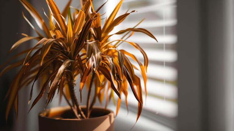 Why Do Dracaena Leaves Turn Brown? Causes and Quick Fixes