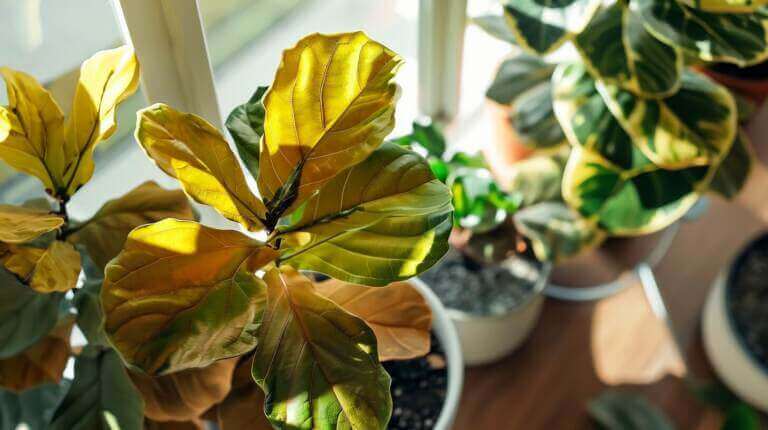 Why Fiddle Leaf Fig Leaves Turn Yellow? Causes and Fixes For Yellow Leaves On Fiddle Leaf Fig Tree 