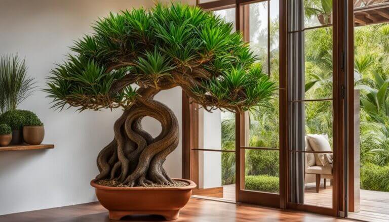 growing dragon tree plants indoors vs outdoors