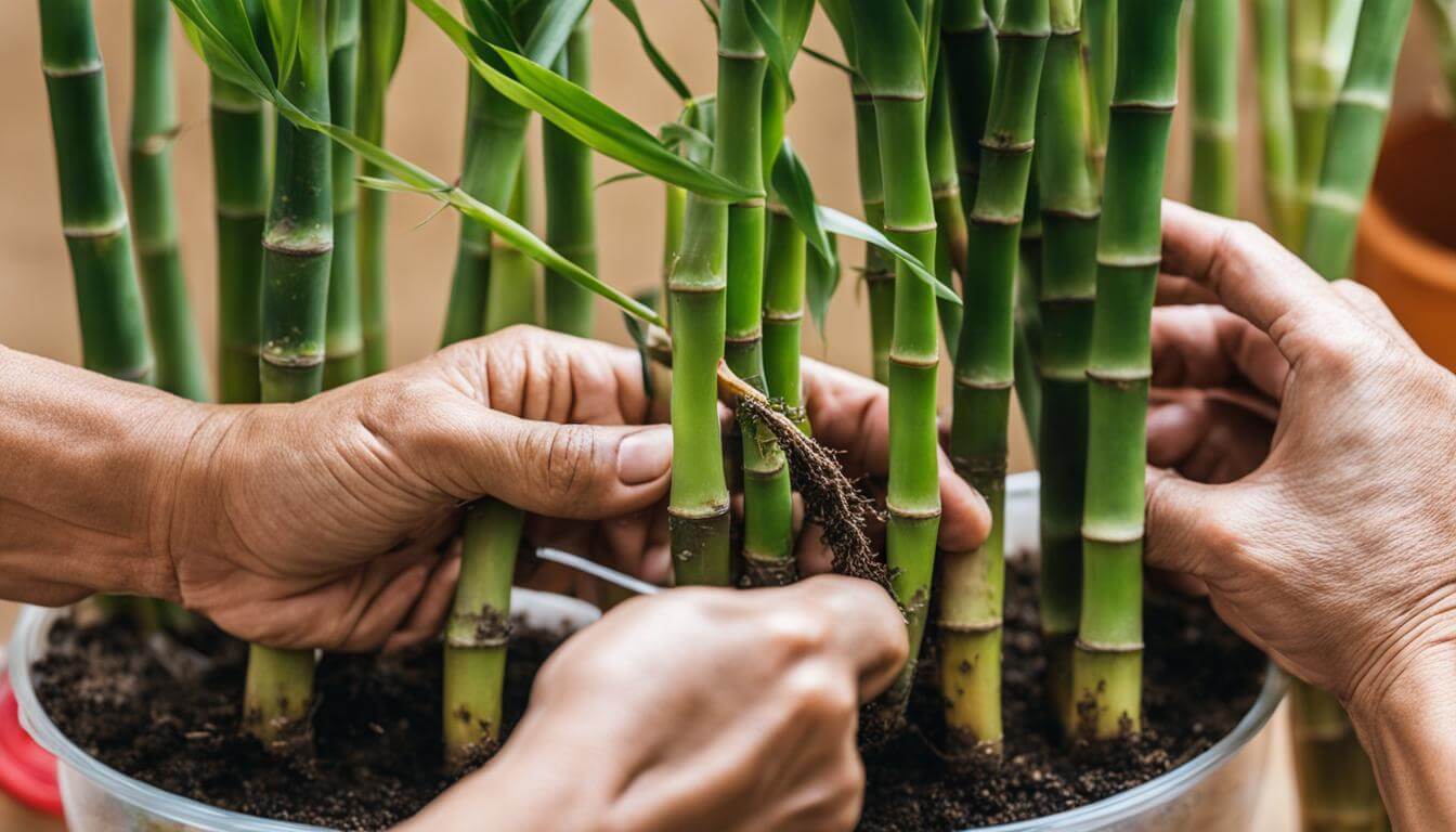 propagating lucky bamboo successfully through cuttings and division