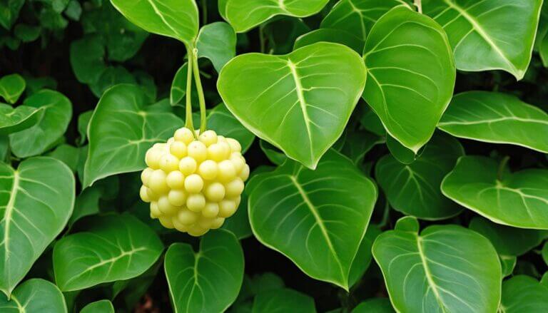 swiss cheese plant fruit