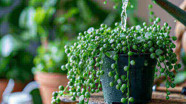 Achieving the Perfect Watering Routine for Your String of Pearls Succulent