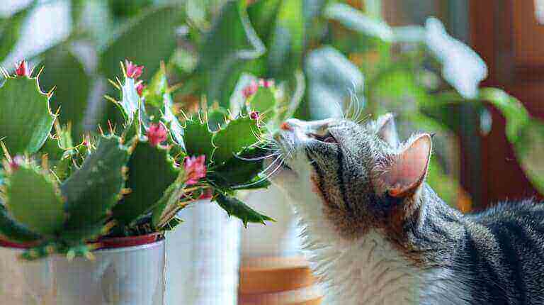 Are Christmas Cactus Poisonous To Cats And Dogs? Safety Tips For Pets