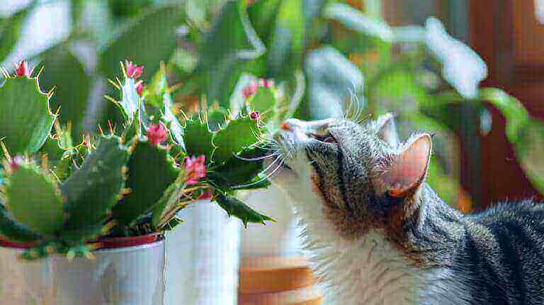 Are Christmas Cactus Poisonous To Cats And Dogs? Safety Tips For Pets