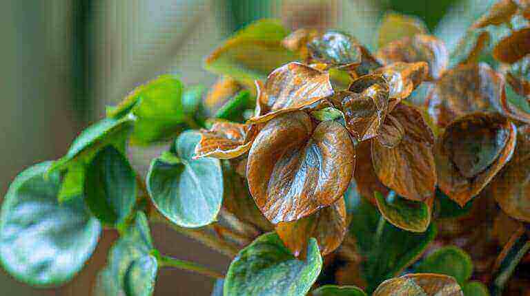 Common Causes For Peperomia Leaves Curl or Wilting