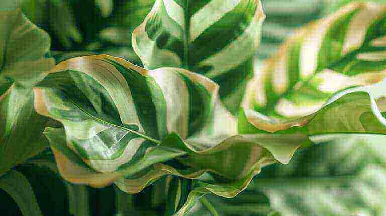Common Causes Of Calathea Leaves Curling? How To Fix Calathea Leaves Curl
