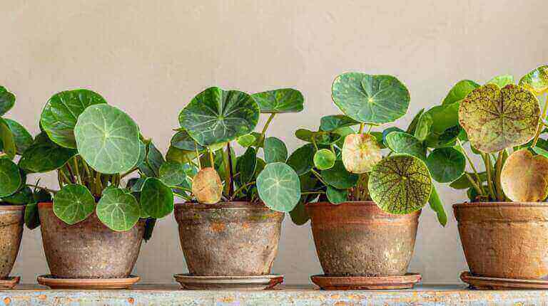 Common Pilea Peperomioides Problems: Chinese Money Plant Pests Diseases And Troubleshooting