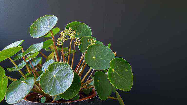 Does A Pilea Peperomioides Flower? Chinese Money Plant Blooming Habits Explained
