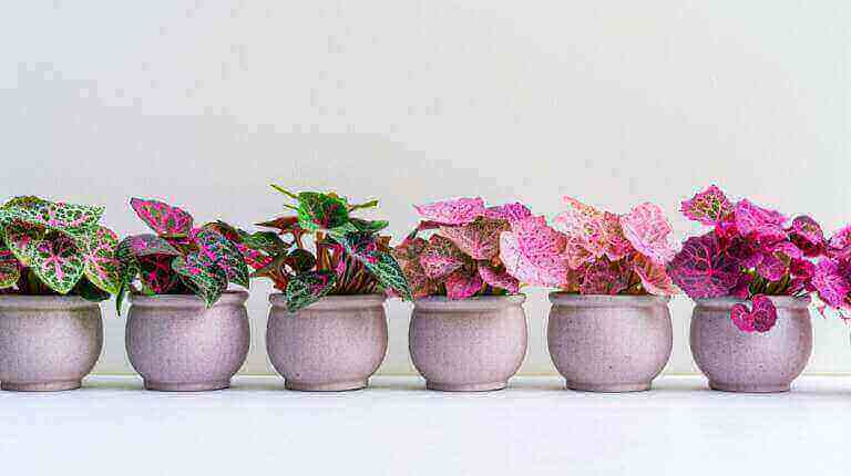 Growing Stunning Pink Or Red Nerve Plants Indoors: A Beginner's Fittonia Plant Care Guide