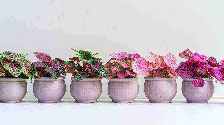 Growing Stunning Pink Or Red Nerve Plants Indoors: A Beginner's Fittonia Plant Care Guide