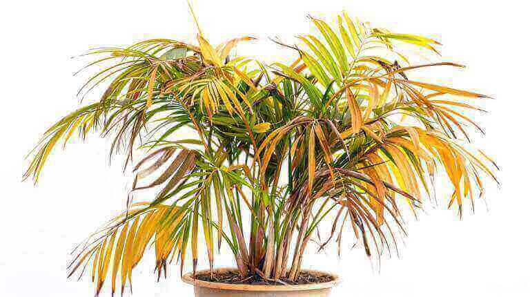How And When To Prune Parlor Palm Fronds A Seasonal Guide