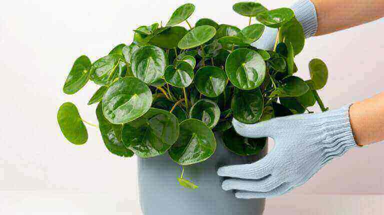 How To Care For Pilea Peperomioides Or Chinese Money Plant Indoors