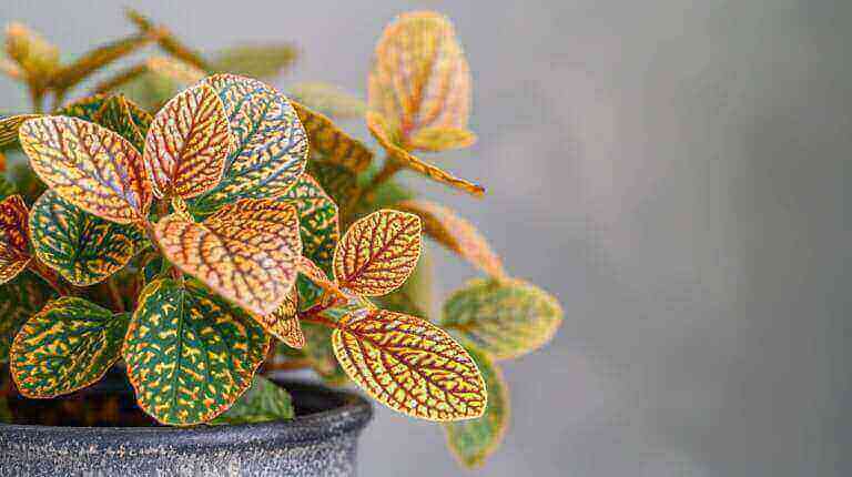 How To Fix Yellow Leaves on Fittonia Plant: Common Causes and Treatment For Nerve Plant