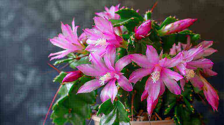 How To Get Your Christmas Cactus To Bloom: Tips For Gorgeous Flowers