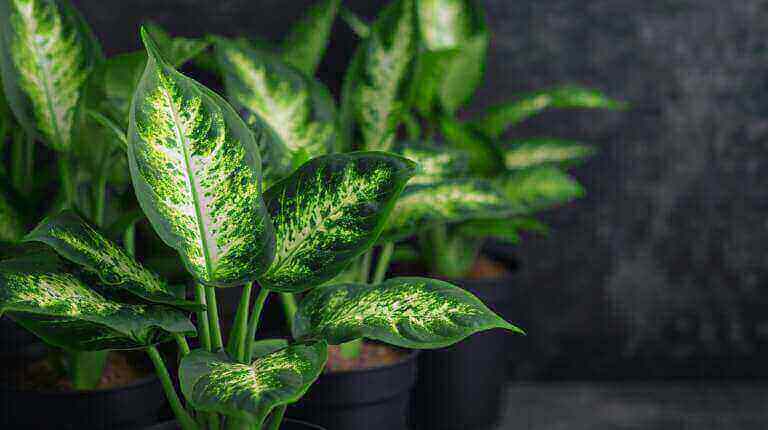 How To Propagate Dieffenbachia or Dumb Cane Plant: a step-by-step guide for beginners