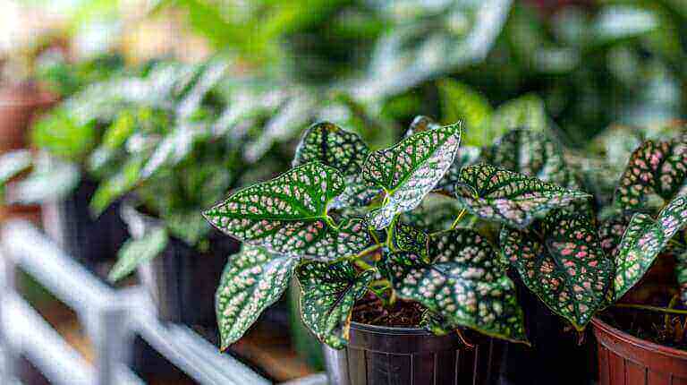 How To Propagate Polka Dot Plants: A Step-By-Step Guide For Beginners