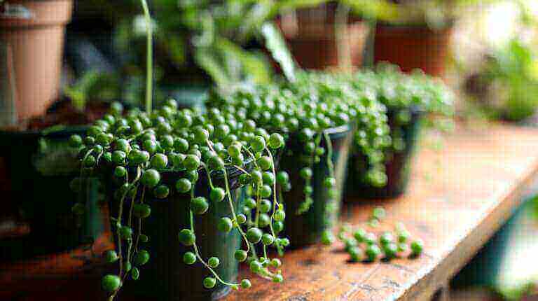 How To Propagate String Of Pearls Succulents A Step-By-Step Guide