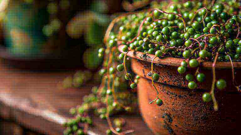 How To Revive A Drooping Or Wilting String Of Pearls Succulent Plant