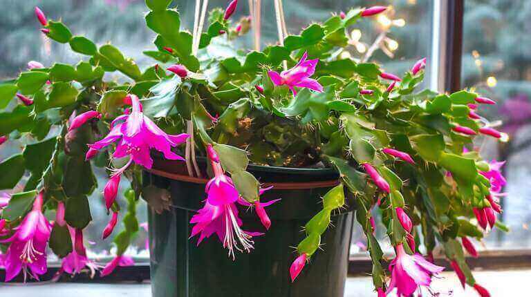 Method To Repot A Christmas Cactus? When To Transplant Christmas Cactus And How To Do It Right