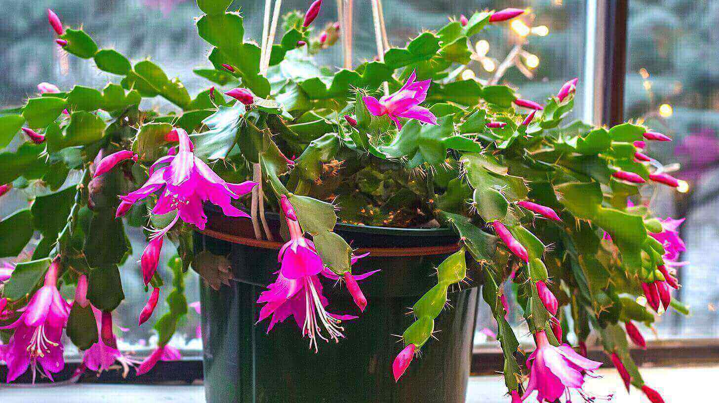 Method To Repot A Christmas Cactus? When To Transplant Christmas Cactus