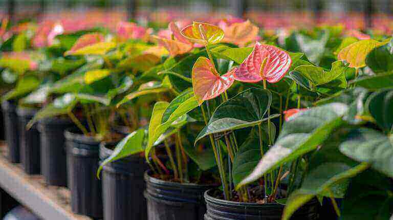 Propagating Laceleaf Anthurium Plants from Seeds and Cuttings