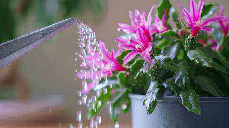 Proper Way To Water Your Christmas Cactus Plant: Watering Amount, Frequency and Mistakes to Avoid