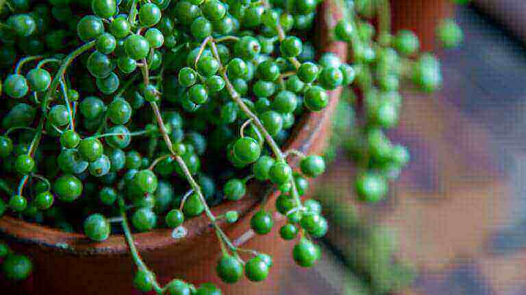 String Of Pearls Plant Care Guide: Light, Water, Soil Needs For Healthy Succulents