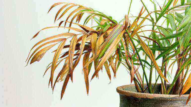 Troubleshooting Issues with Parlor Palms: Brown Tips, Crispy Fronds, and More