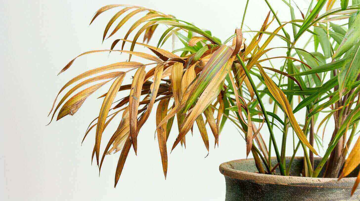 Troubleshooting Issues with Parlor Palms: Brown Tips, Crispy Fronds, and More