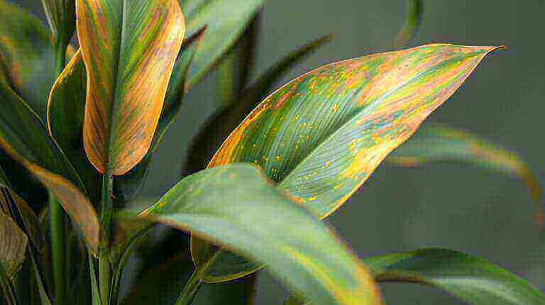 What Causes Brown Leaf Tips on Cast Iron Plant(Aspidistra Elatior) Houseplants