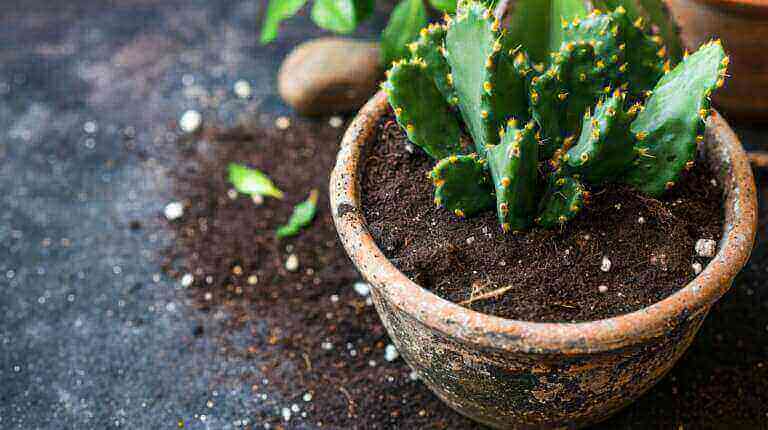 What Kind Of Soil Is Best For Christmas Cactus Plant? Potting Soil Mixes For Optimal Growth