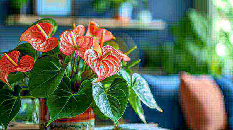 A Beginner's Guide to Growing Anthurium Laceleaf Plants