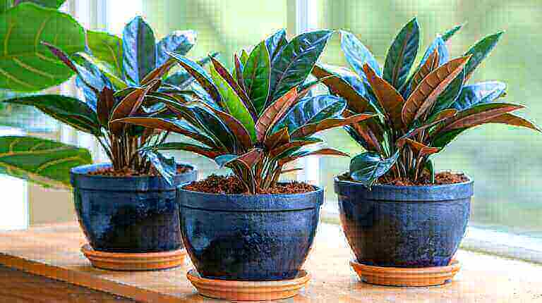 Achieving the Perfect Potting Mix for Healthy Ctenanthe Never Never Plant Growth Care Guide