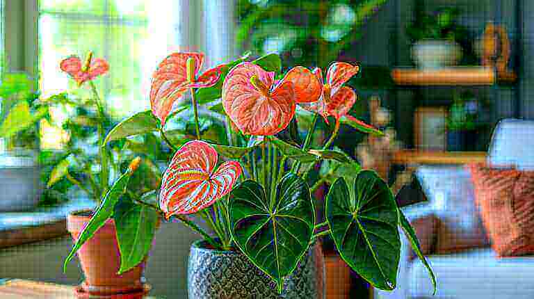 Caring for Laceleaf Anthurium Plant Ideal Light Water and Soil Needs