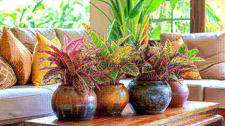 Decorating With Ctenanthe Houseplant: Tabletop And Display Tips