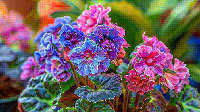 Discover African Violet Hybrids and Cultivars - Enjoy Indoor Gardening