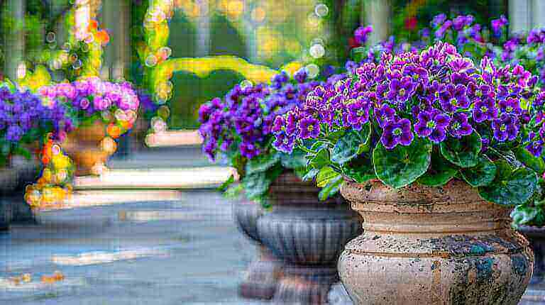 Encouraging African Violets to Bloom or Rebloom: Tips for More Flowers