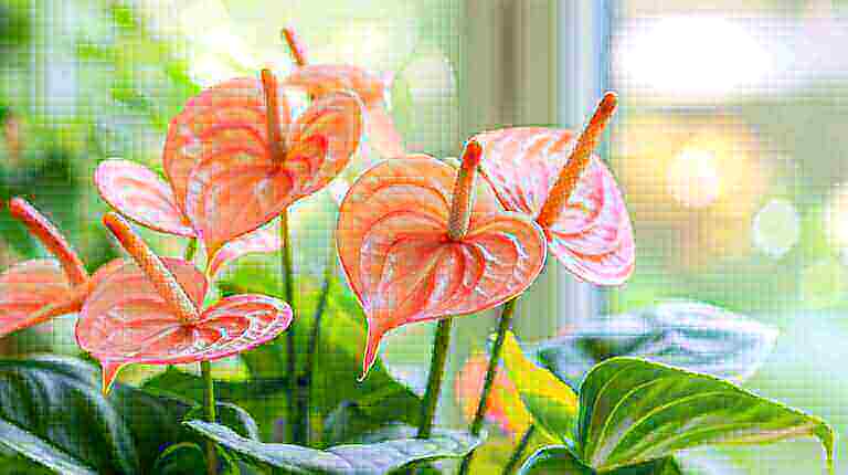 Getting Laceleaf Anthurium to Bloom: Tips for Long-Lasting Flamingo Flowers