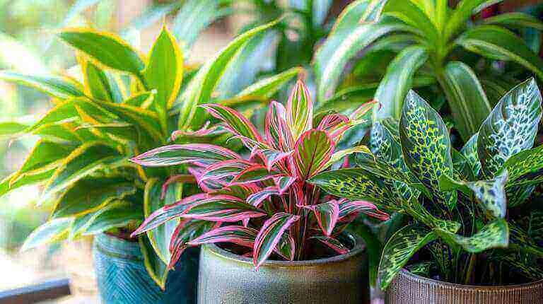 Grow and Care for Popular Ctenanthe Varieties for Stunning Foliage: Amagris, Oppenheimiana, Lubbersiana and Never Never Plant