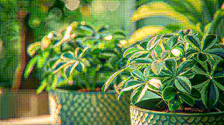 How to Add Color and Interest to Your Home with Variegated Schefflera Umbrella Tree