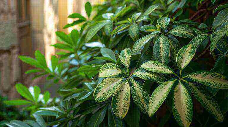 How to Prevent and Treat Common Pests and Diseases on Schefflera Umbrella Tree Plants