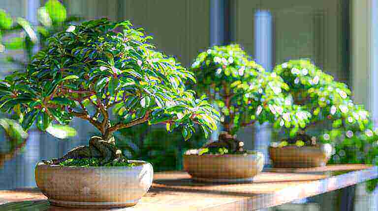 How to Train Your Schefflera to Grow as a Bonsai Tree or a Topiary