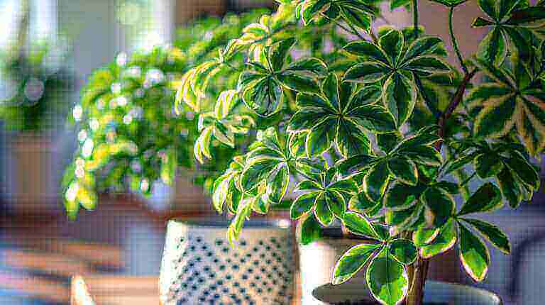 Schefflera Umbrella Tree 101: Variegated Umbrella Plant Care Guide